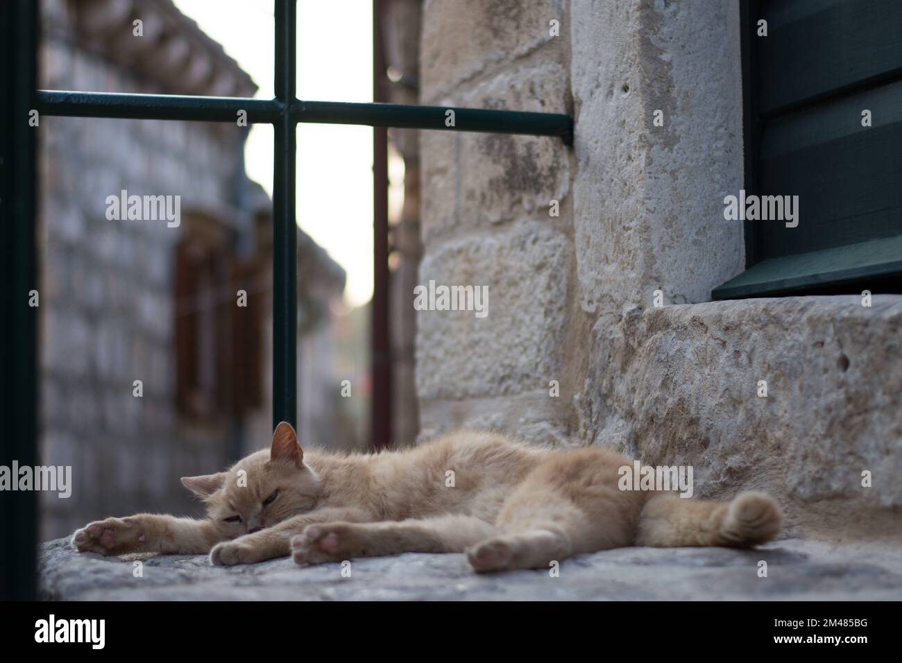 Cat sleeping outside Stock Photo Alamy