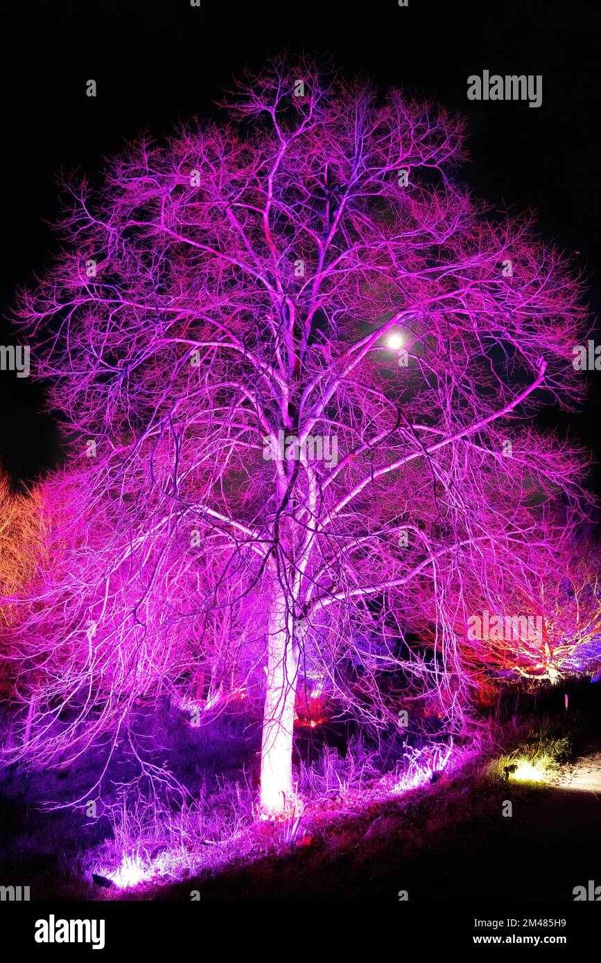 RHS Garden Hyde Hall at night, the Glow; a tree lit with colourful