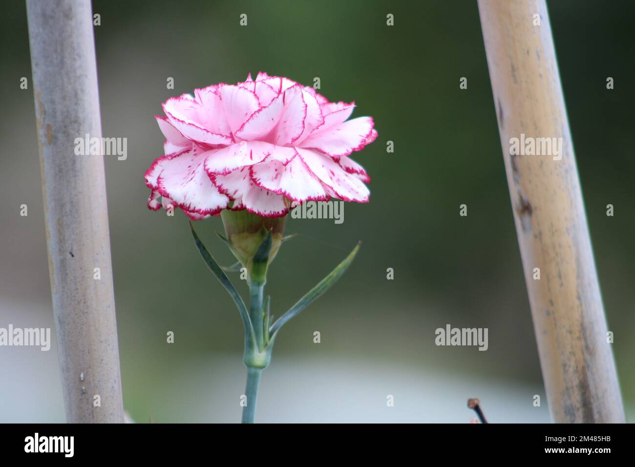 A beautiful carnation flowers outdoors. Сarnation in the garden. Stock Photo