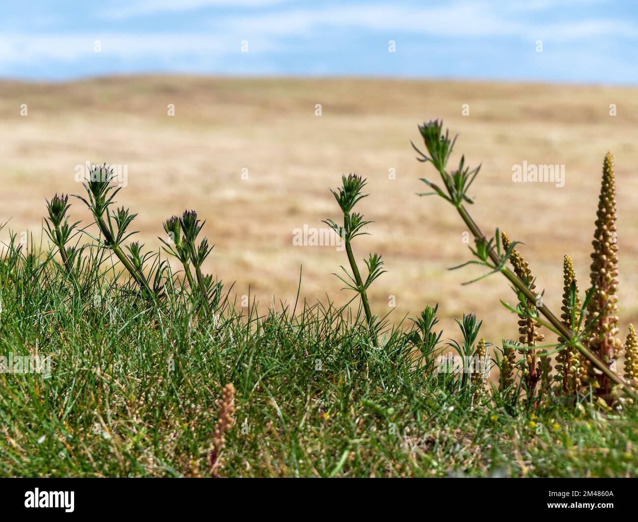 Beautiful wild plants hi-res stock photography and images - Alamy