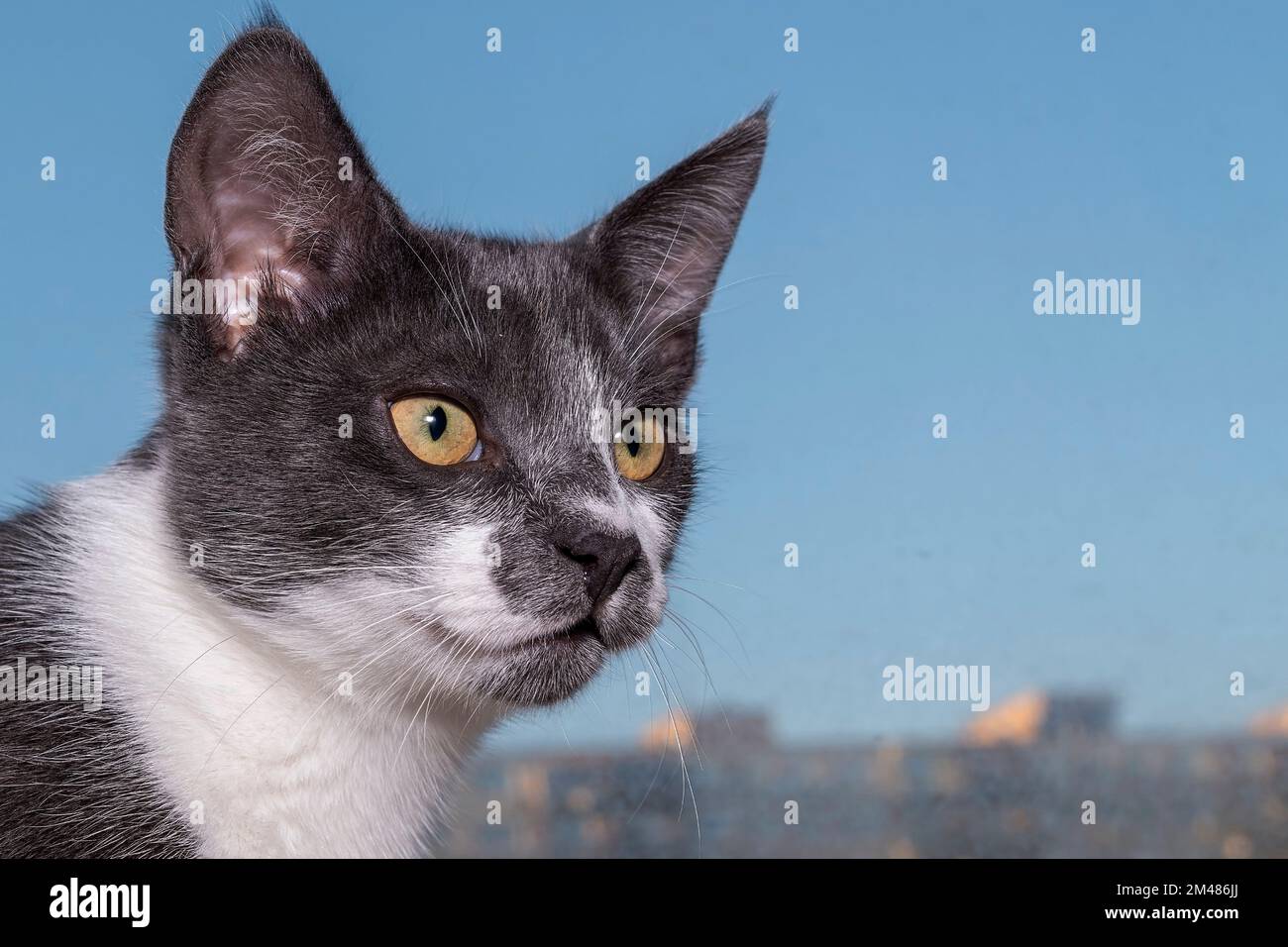 Cat portrait Stock Photo