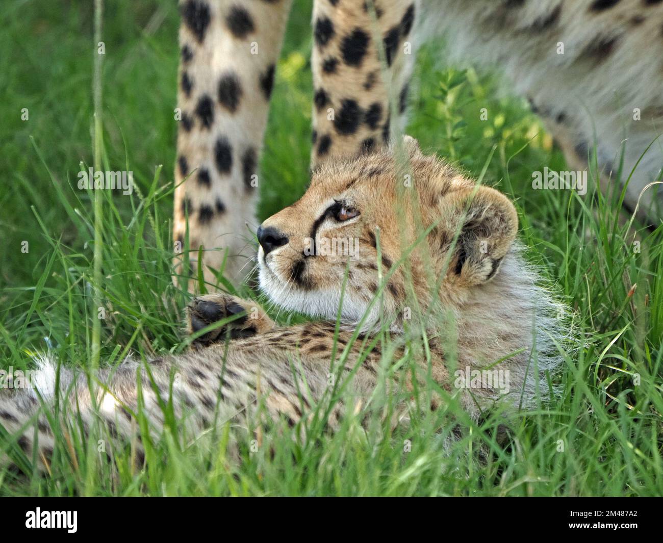 Cheetah mother (Acinonyx jubatus) and fluffy inquisitive young cub in