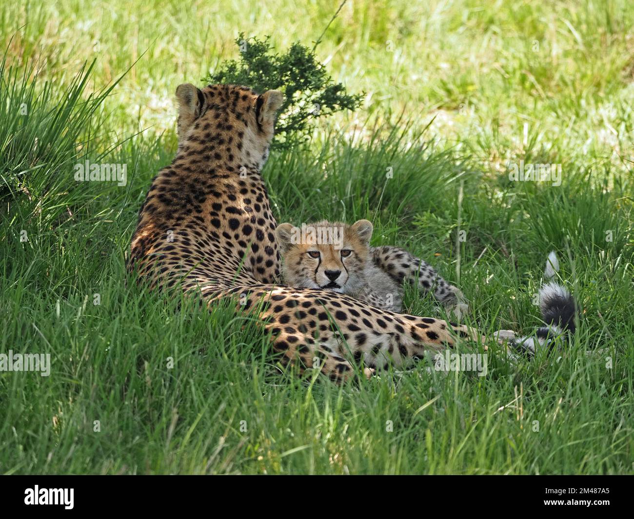 Cheetah mother (Acinonyx jubatus) and fluffy inquisitive young cub in