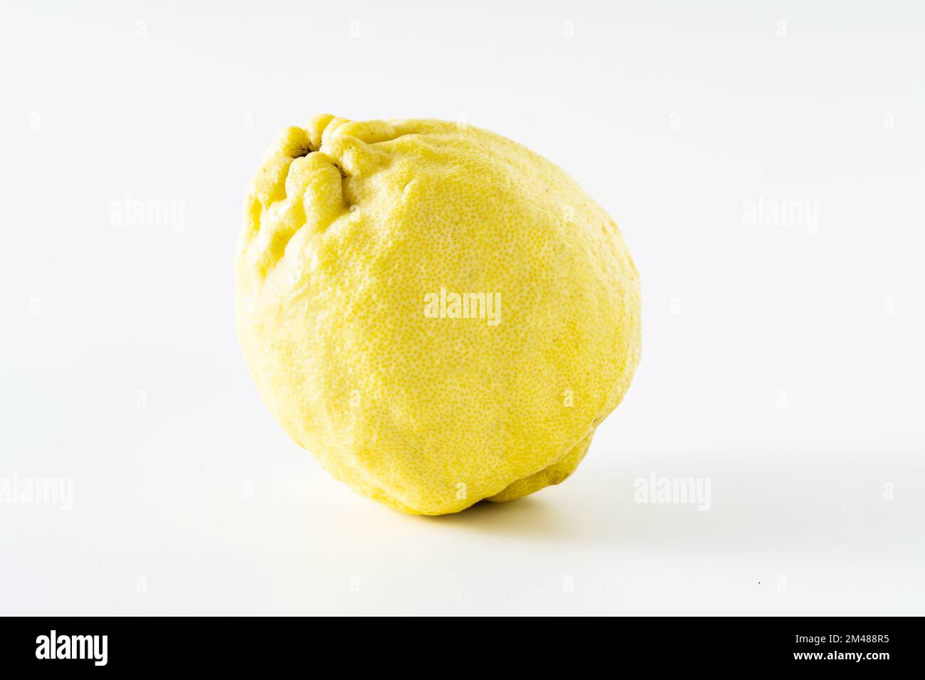 The citron (Citrus medica)a large fragrant citrus fruit  a huge, rug lemon. Stock Photo