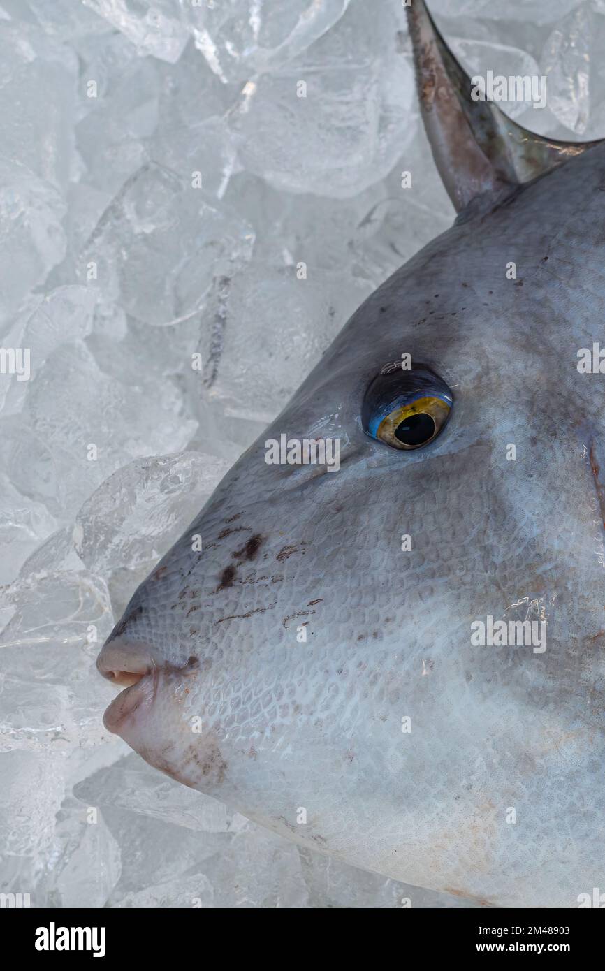 A Gray Triggerfish (Balistes capriscus) on ice after being caught by a fisherman in Florida, USA. Stock Photo