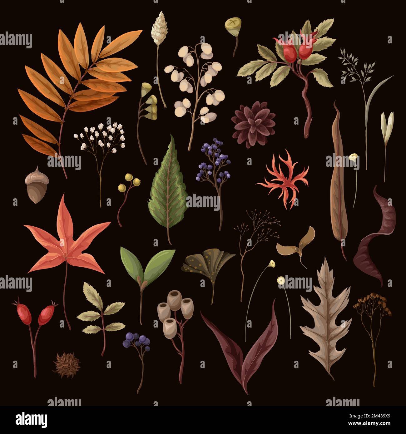 Autumn leaves and dried plants isolated. Vector. Stock Vector