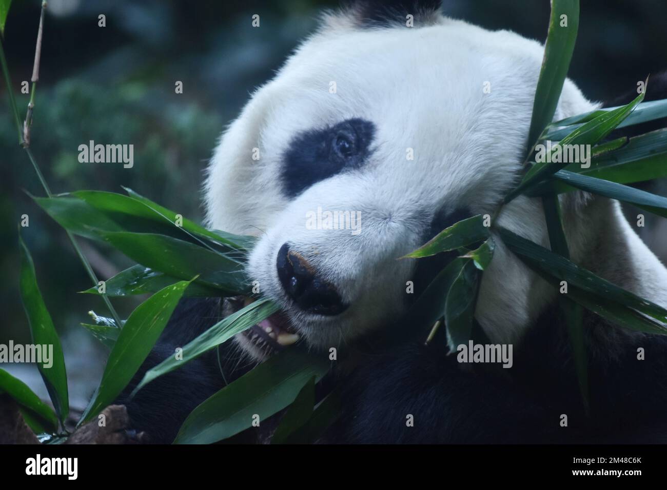 The Panda Bear oldest of the world with 32-year-old is seen eating ...