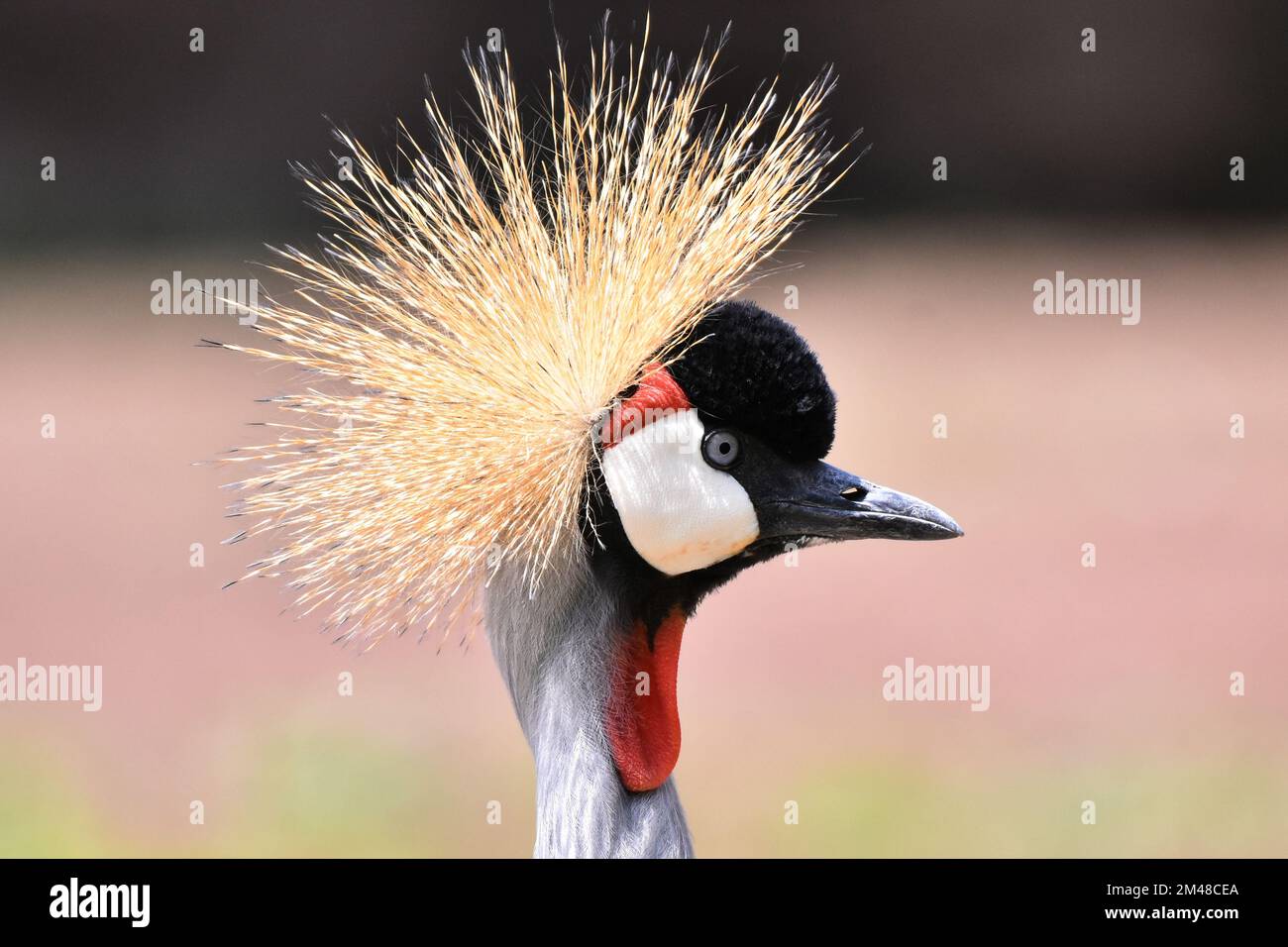 A Crowned Crane is  seen   during his captivity at the Chapultepec Mexican zoo. Stock Photo