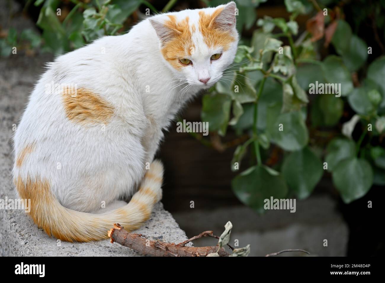 Ginger and white cat sitting outside on wall Stock Photo