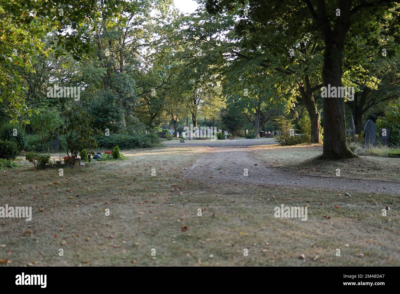 Beautiful shot growing trees hi-res stock photography and images - Alamy
