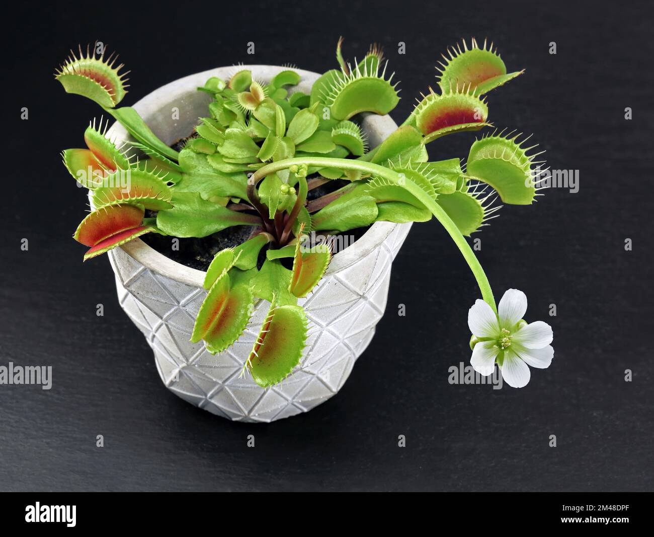 Blooming Venus flytrap, Dionaea muscipula, in pot on black slate background, Carnivorous plant with white flower isolated on black Stock Photo