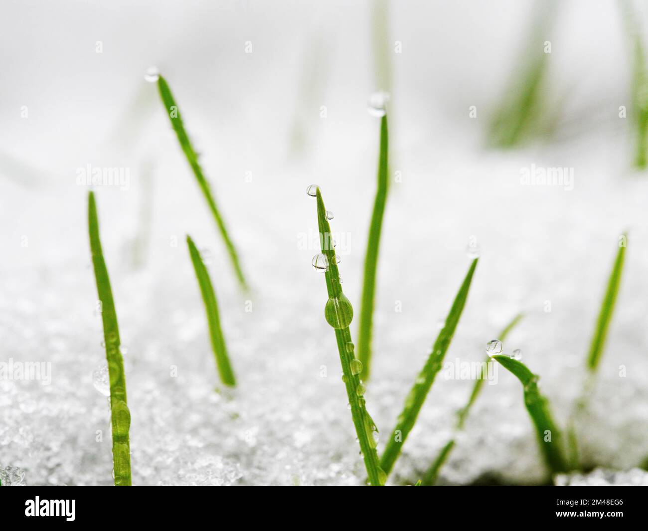 grass blade winter snow drop Stock Photo