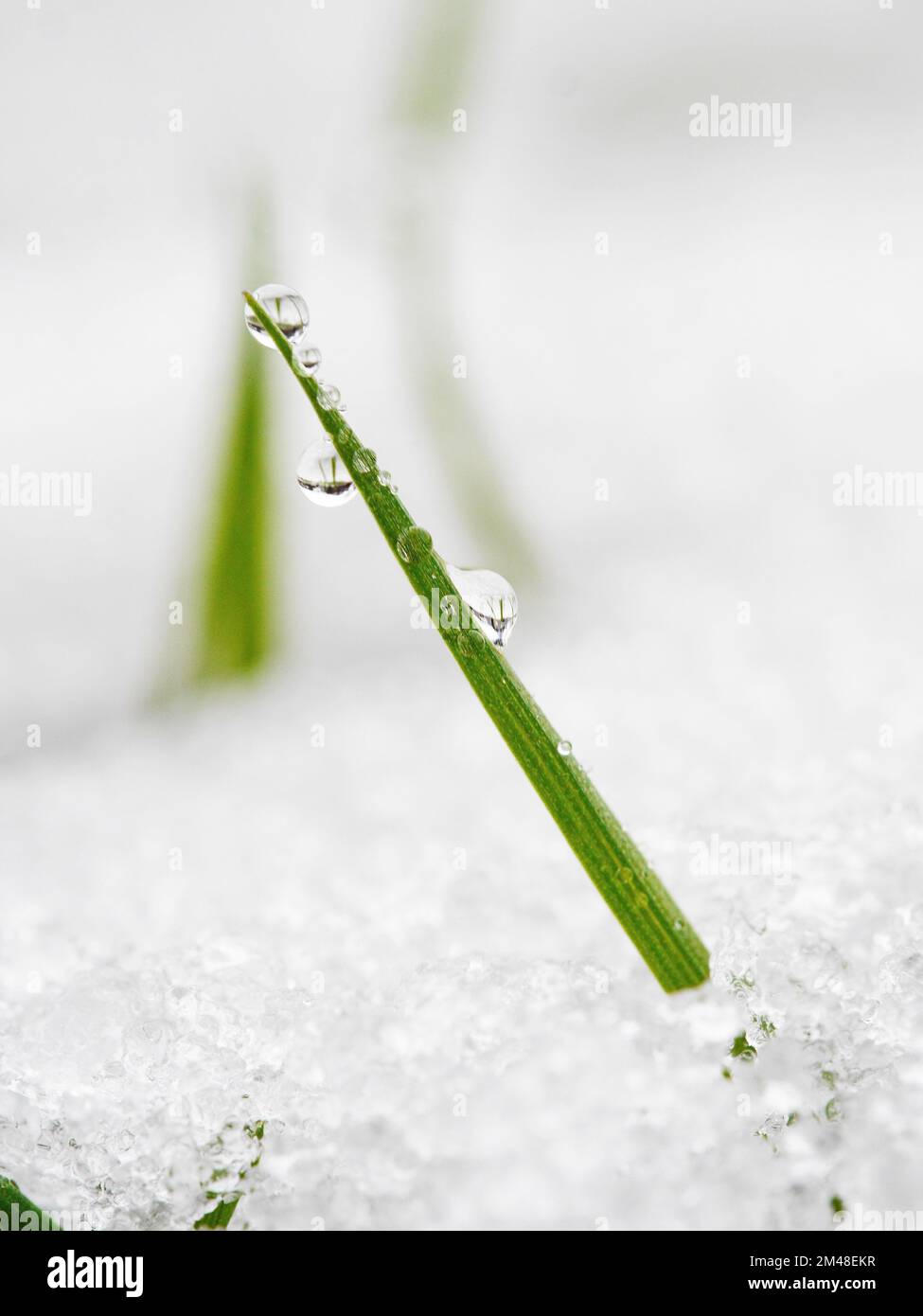 grass blade winter snow drop Stock Photo