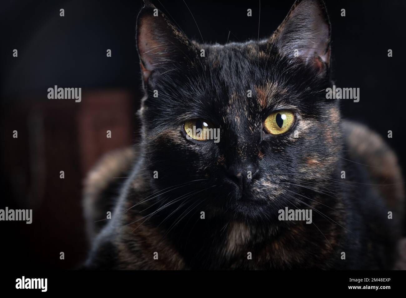 Tortoiseshell cat. Cute tortoiseshell cat sitting on the sofa Stock ...