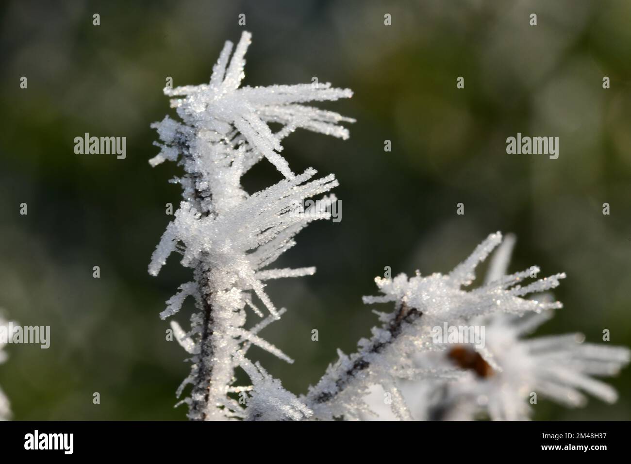Close up of frosted weeds, macro photography, Thomastown, Co.Kilkenny, Ireland Stock Photo