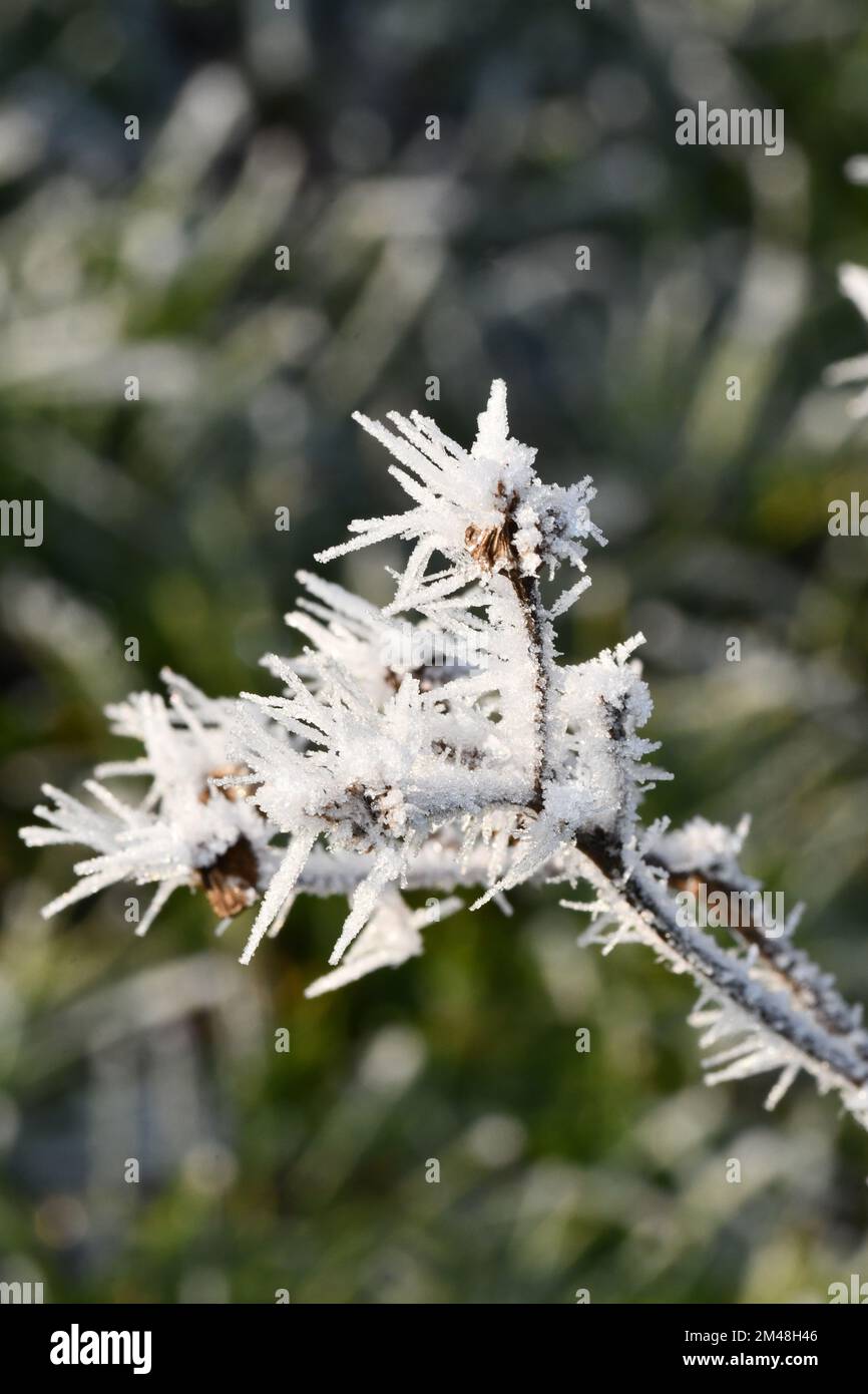 Close up of frosted weeds, macro photography, Thomastown, Co.Kilkenny, Ireland Stock Photo