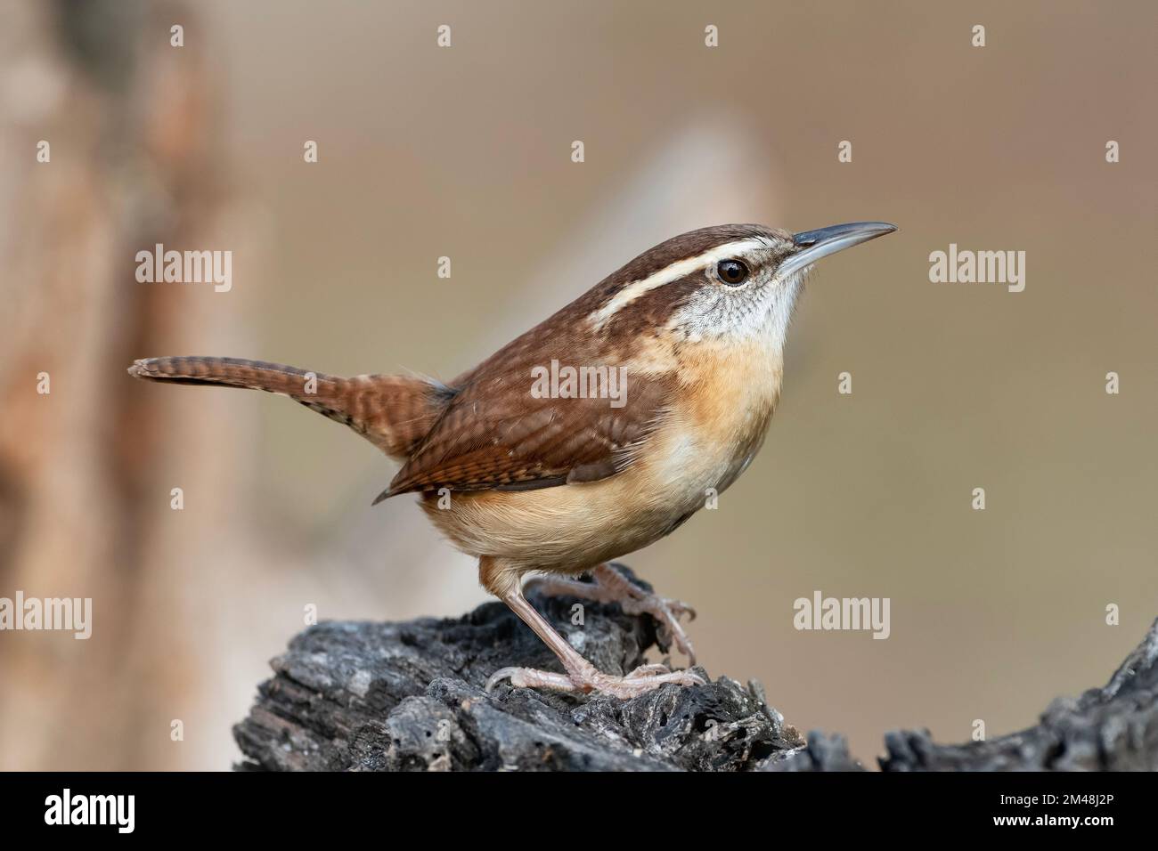 Carolina Wren Perched on Driftwood Log Stock Photo