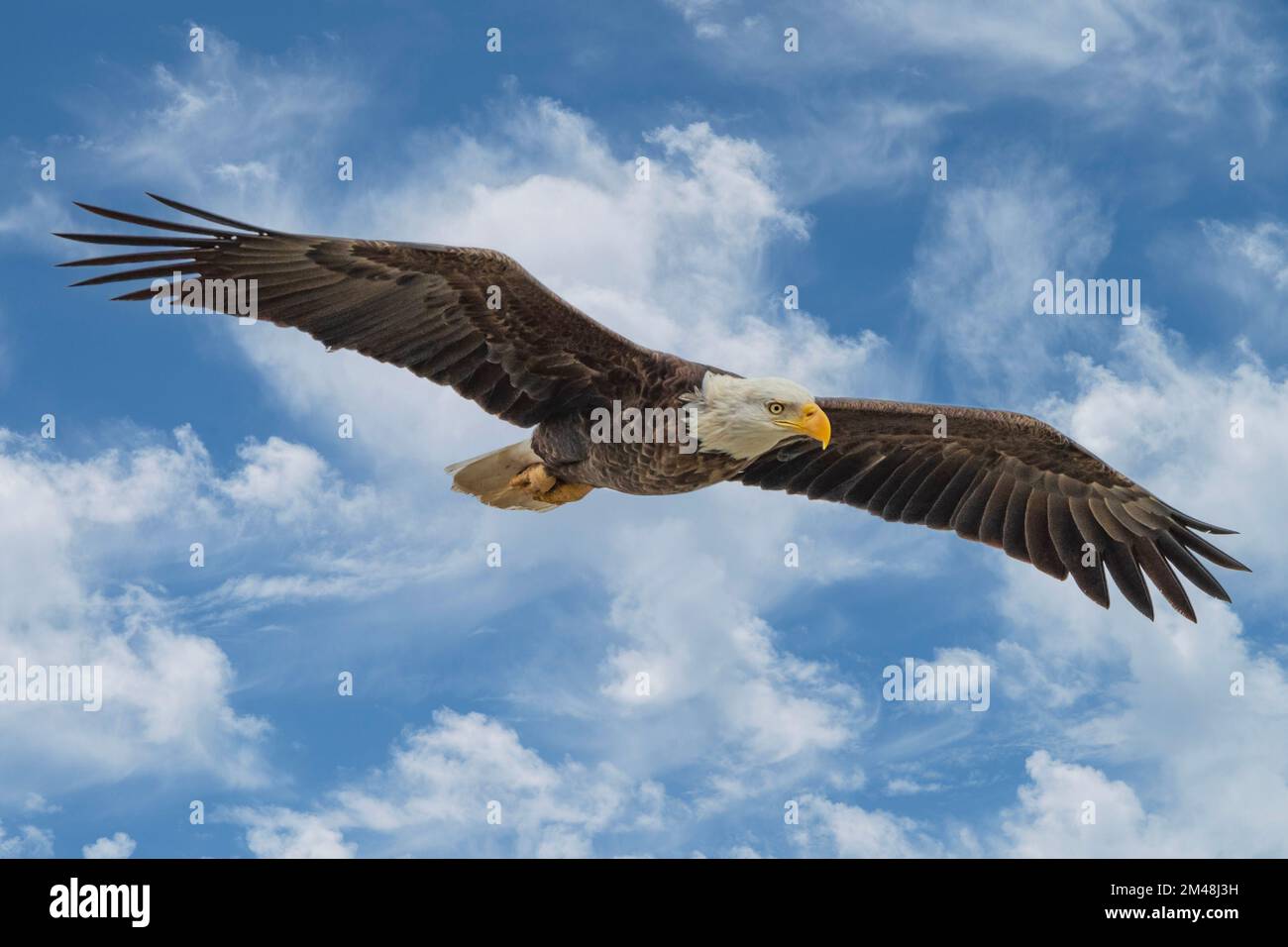 Bald Eagle Flying Over Lockport, Louisiana Stock Photo Alamy