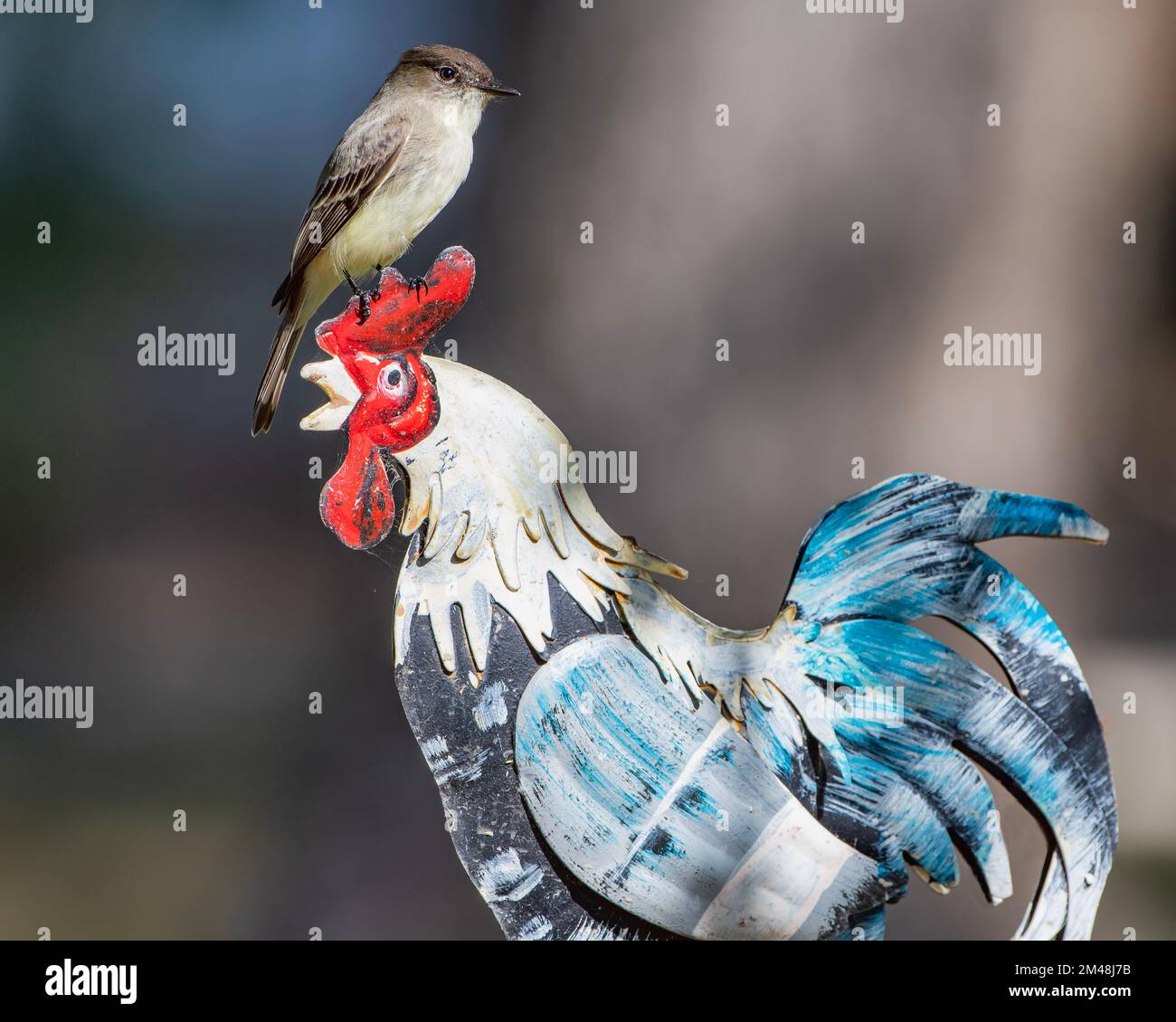 Garden Roster Eastern Phoebe Perched on Metal Garden Rooster Stock Photo - Alamy