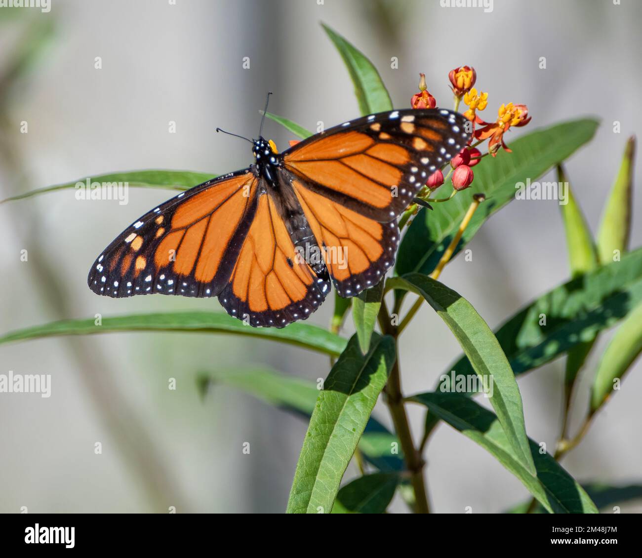 Monarch Butterflies Feeding on Tropical Milkweed in Southern Louisiana Garden Stock Photo