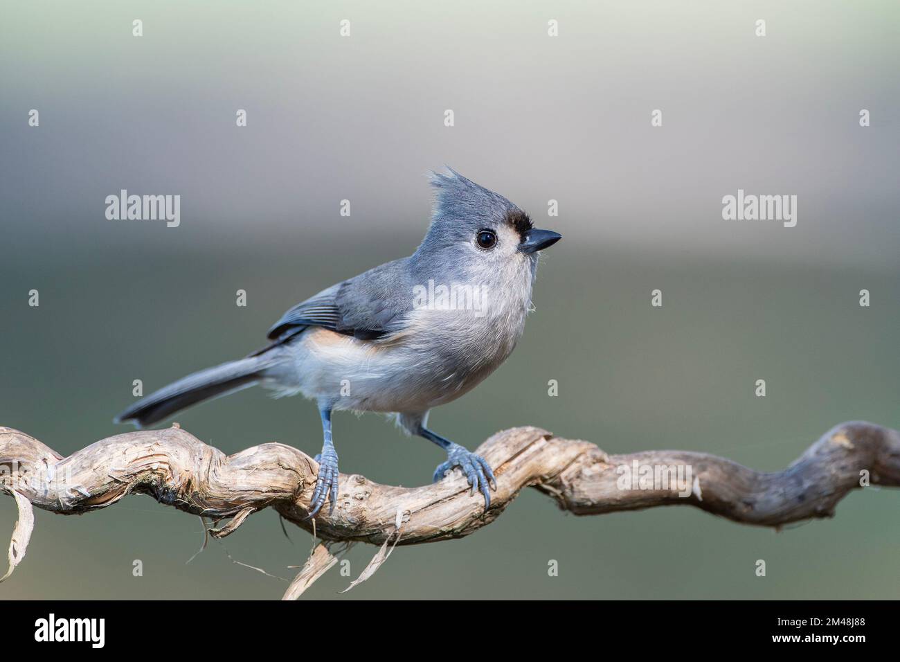 Tufted Titmouse Perched on Twisted Vine in South Central Louisiana Stock Photo