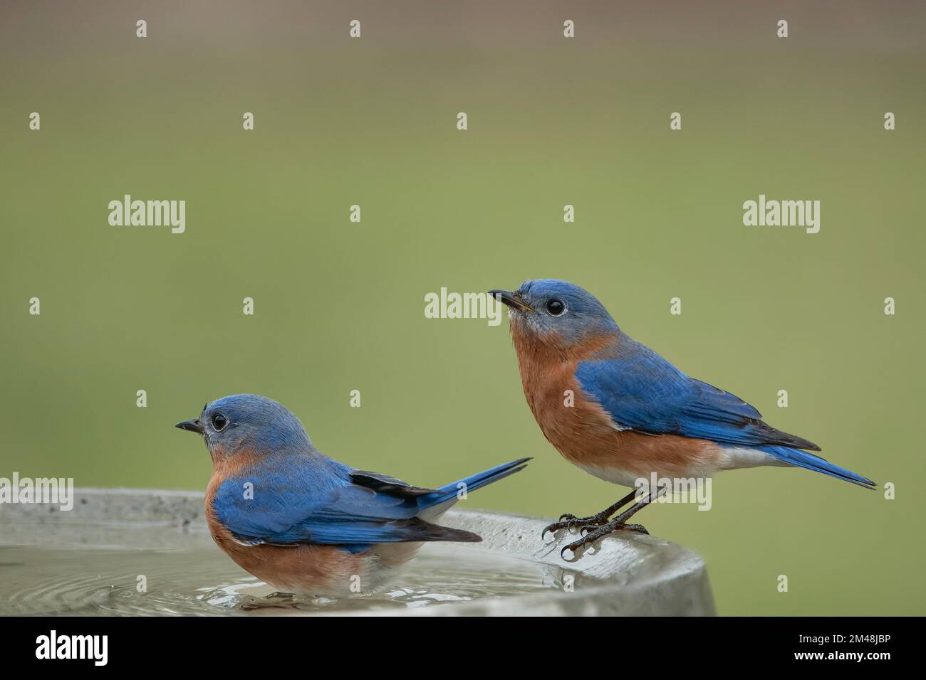 Male Eastern Bluebirds Enjoying Backyard Birdbath in South Central Louisiana Stock Photo