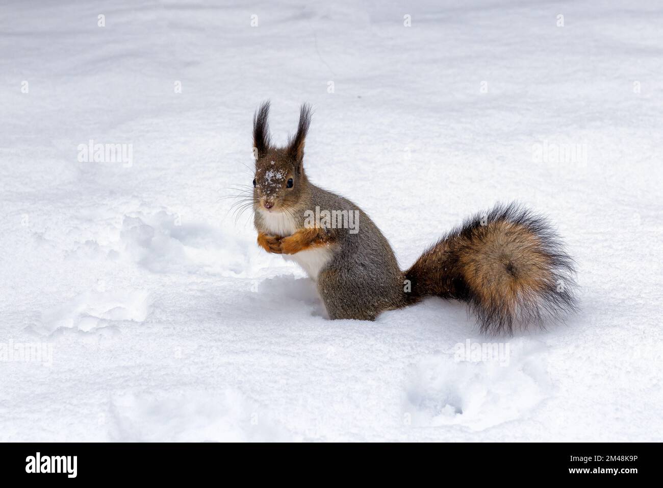 Red squirrel on white snow in winter time. Stock Photo