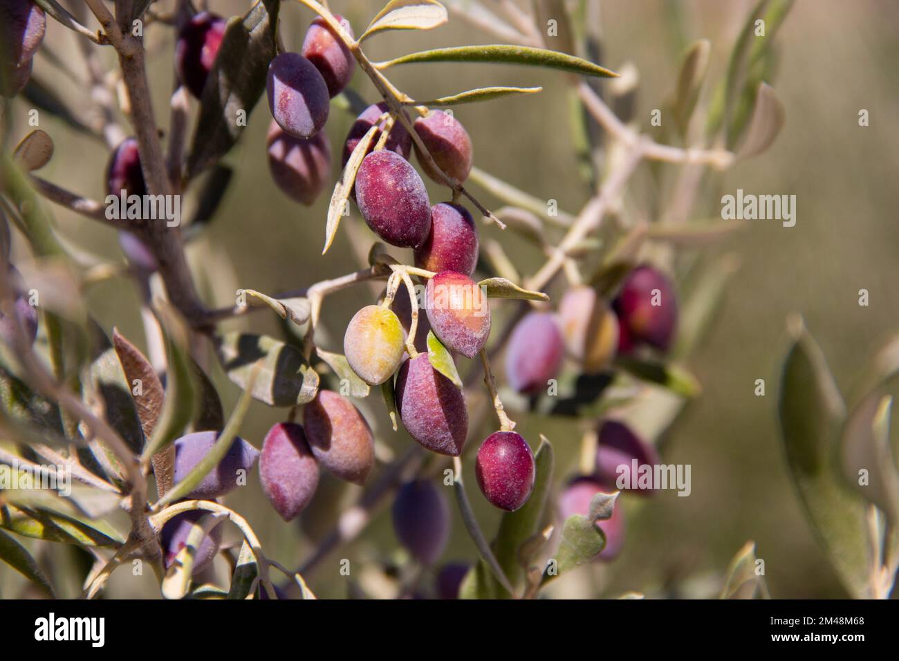Olive tree in mediterranean area with growing Olives and leaves at a