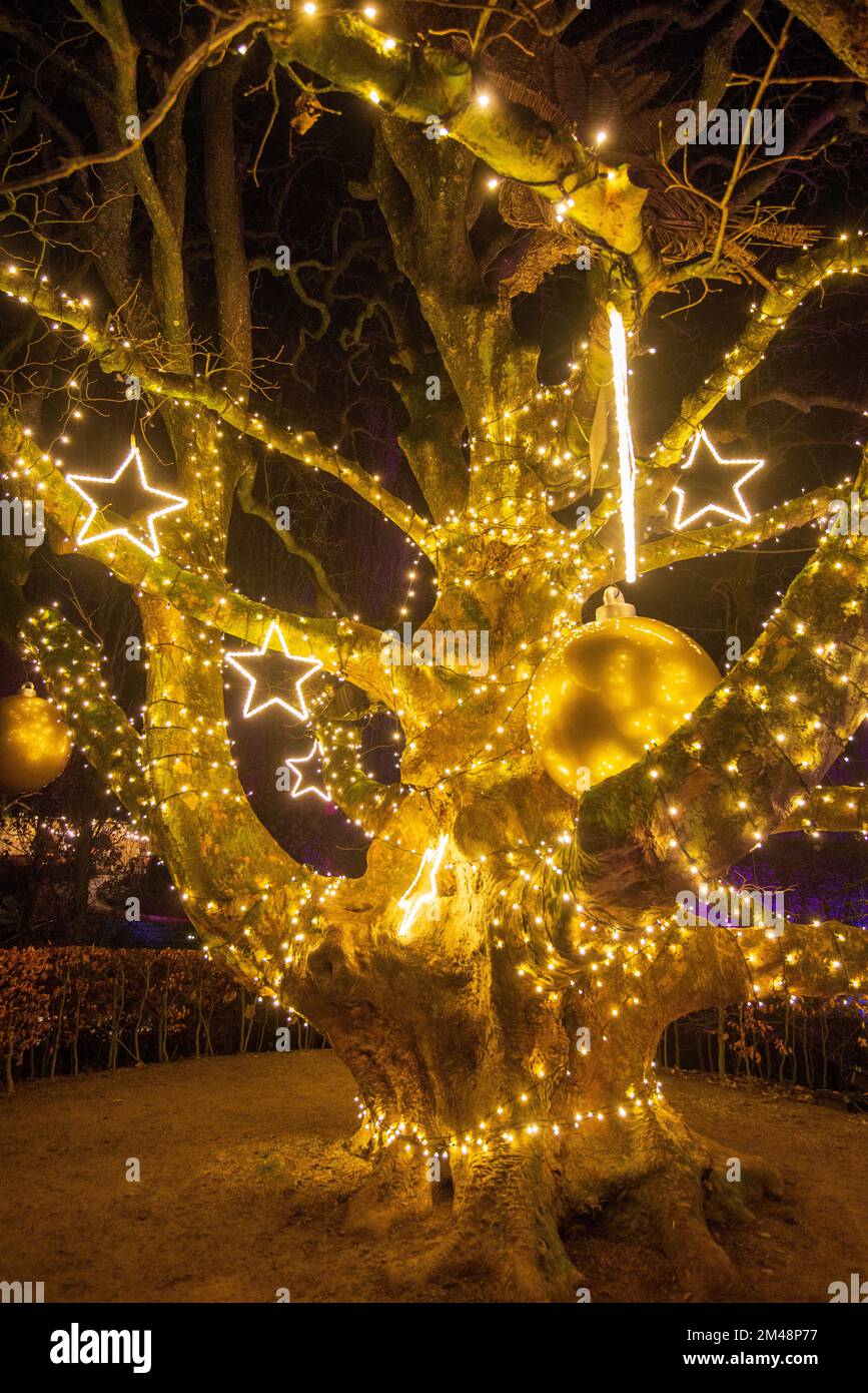 Christmas lights at The Alnwick Garden Winter Light Trail, Alnwick