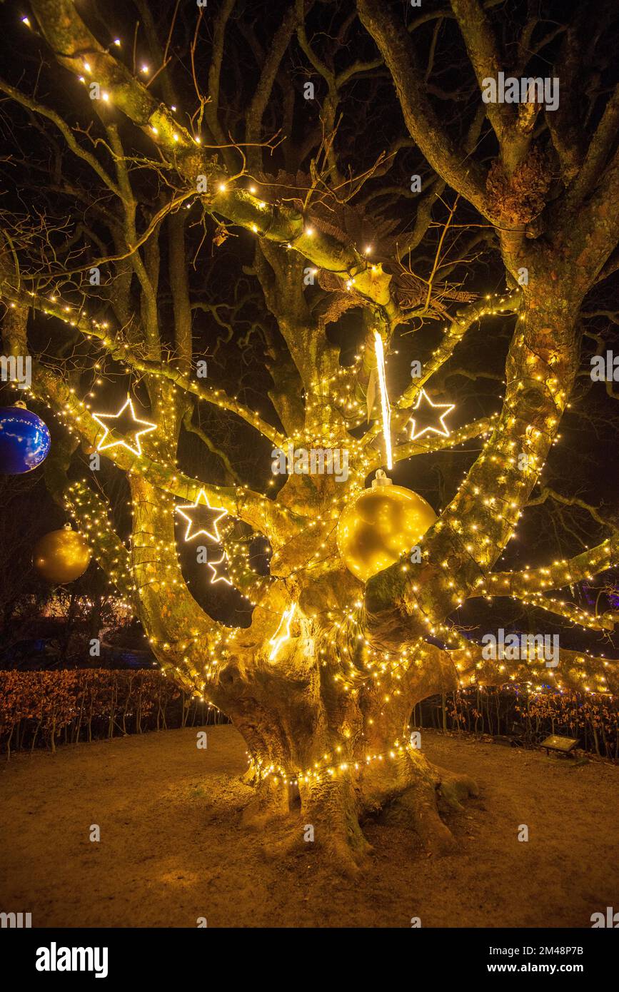 Christmas lights at The Alnwick Garden Winter Light Trail, Alnwick