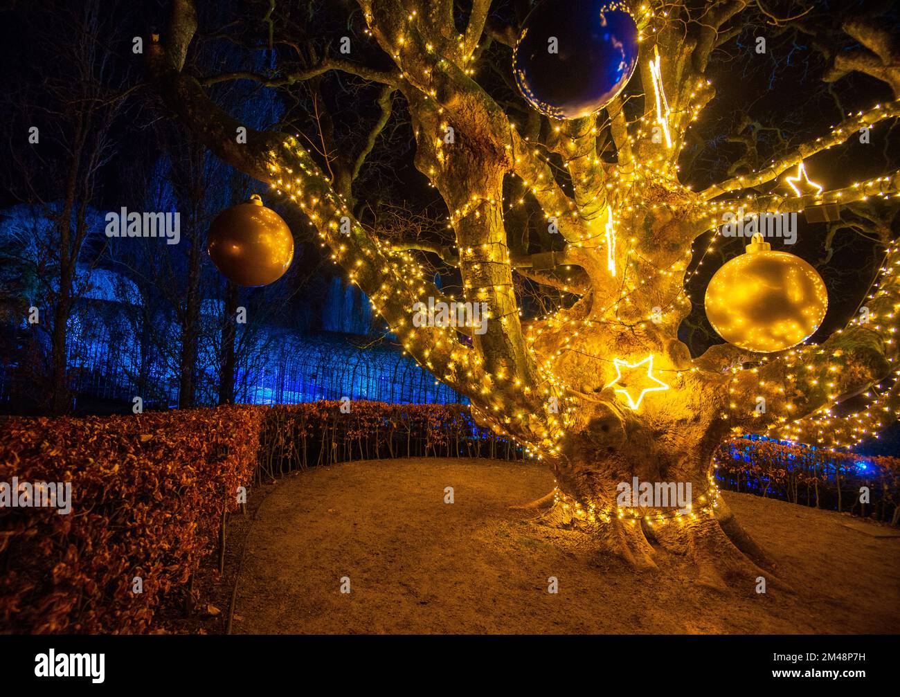 Christmas lights at The Alnwick Garden Winter Light Trail, Alnwick