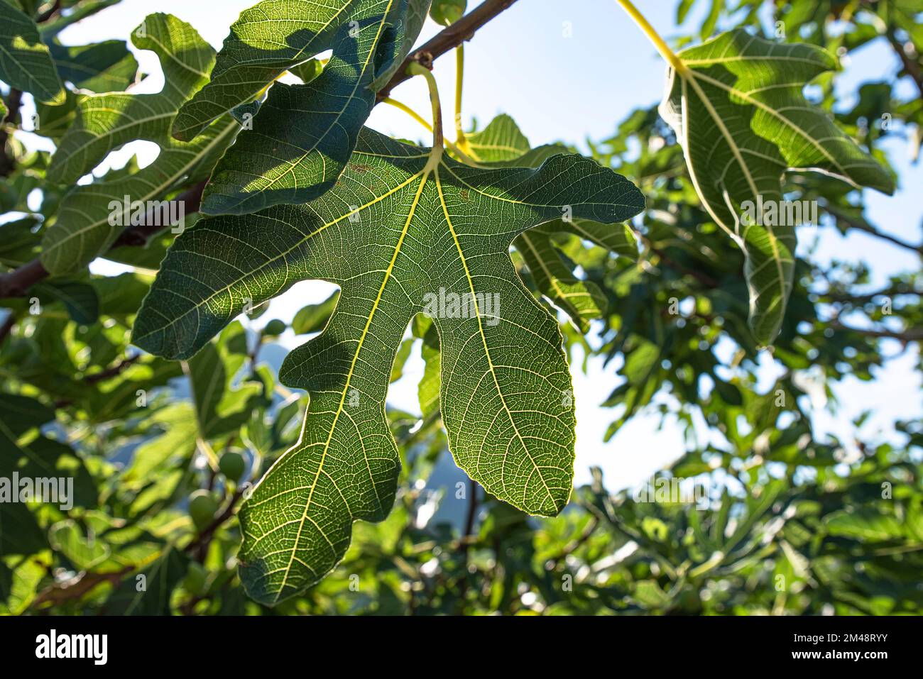 Close-up of green fig leaves Stock Photo