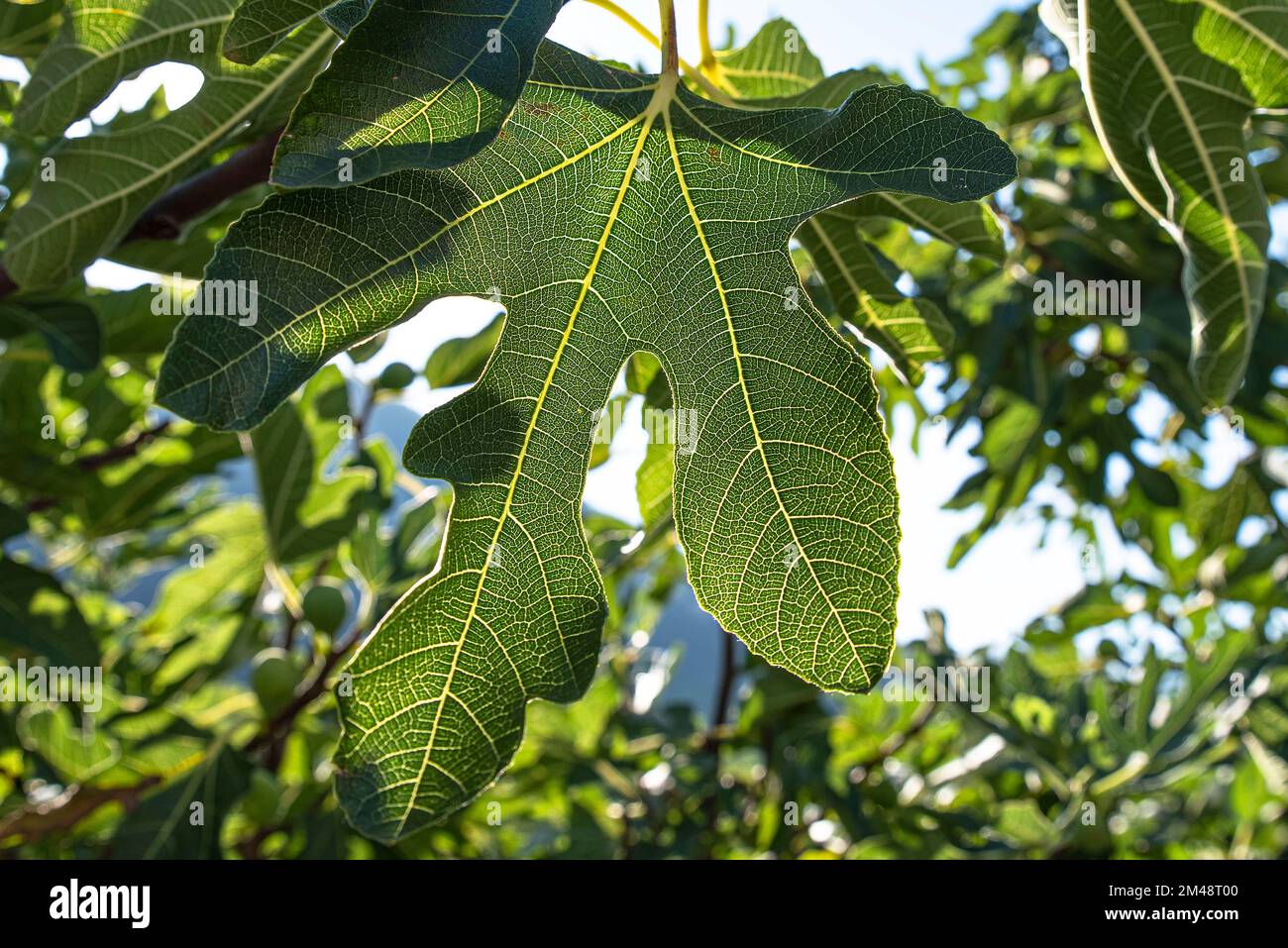 Green tree leaf close hi-res stock photography and images - Alamy