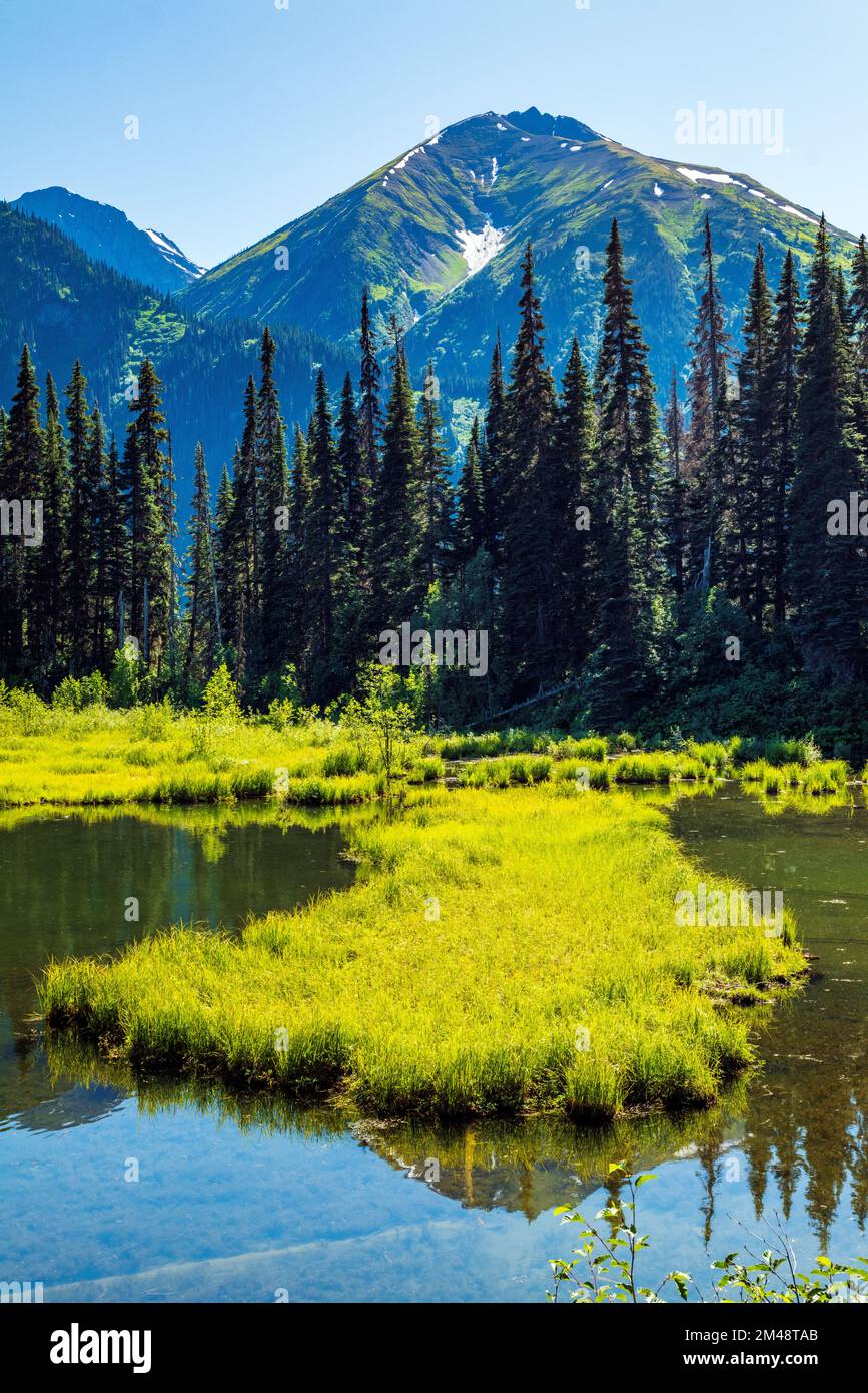 Lush marsh grasses & pond; Oweegee Range; Steward-Cassiar Highway; British Columbia; Canada Stock Photo