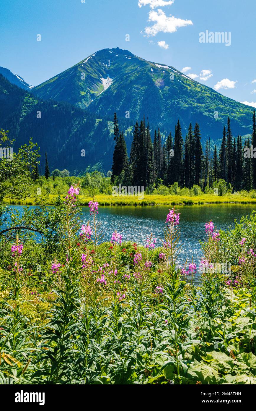 Fireweed wildflowers; Chamaenerion angustifolium; & pond; Oweegee Range; Steward-Cassiar Highway; British Columbia; Canada Stock Photo