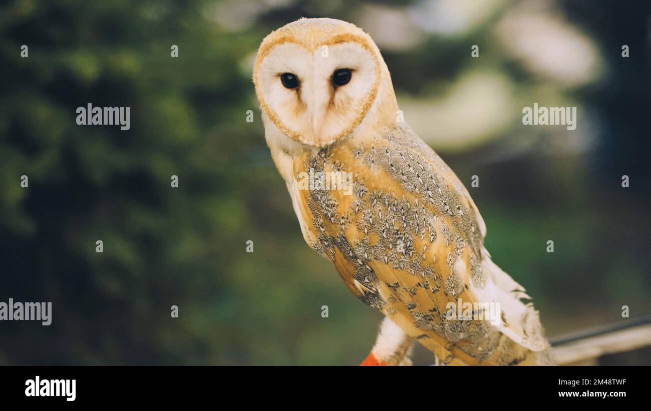 An owl on a city street in the evening waiting for tourists. Stock Photo