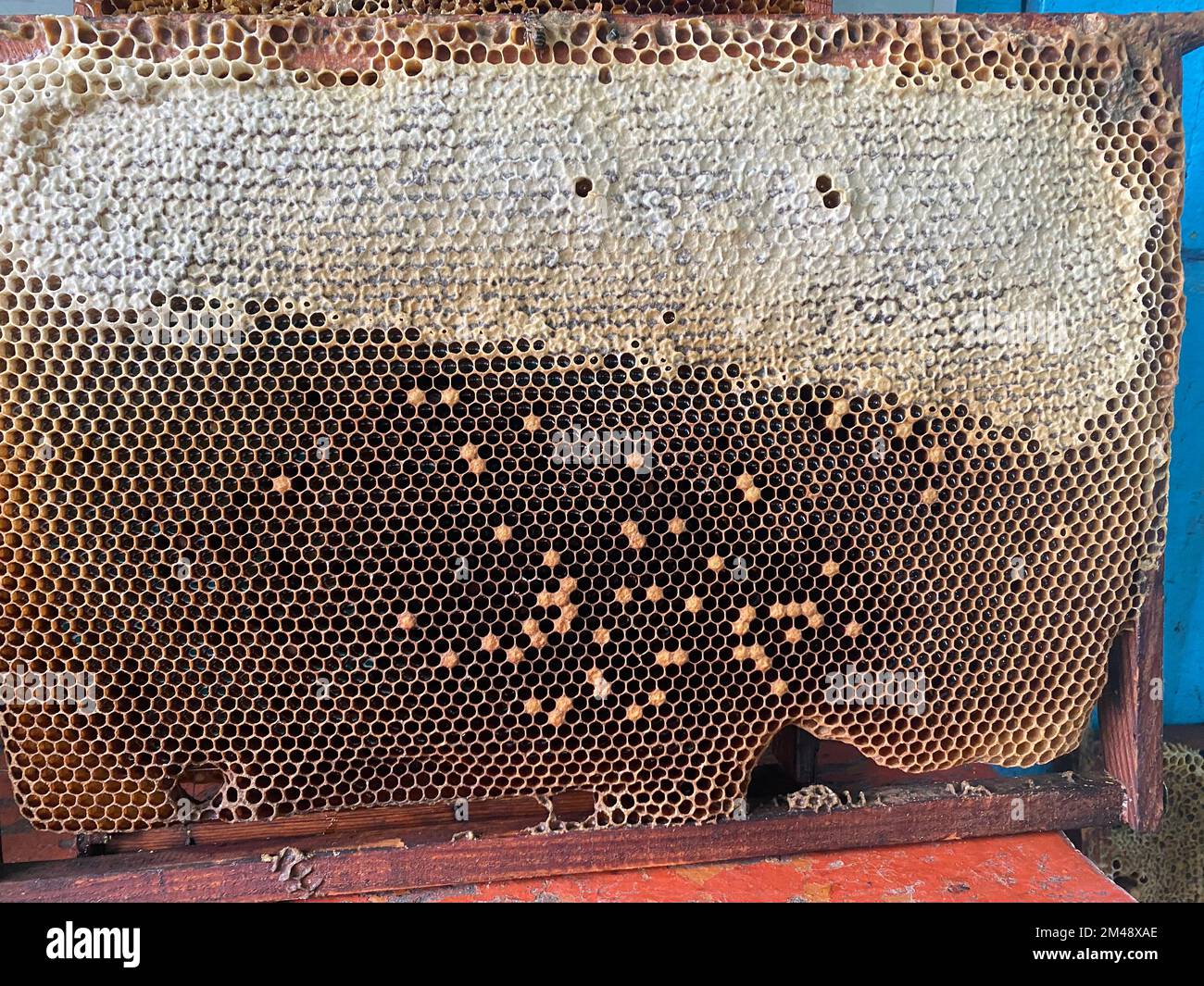 Hive Texture Background texture and pattern of a section of wax honeycomb from a bee ...