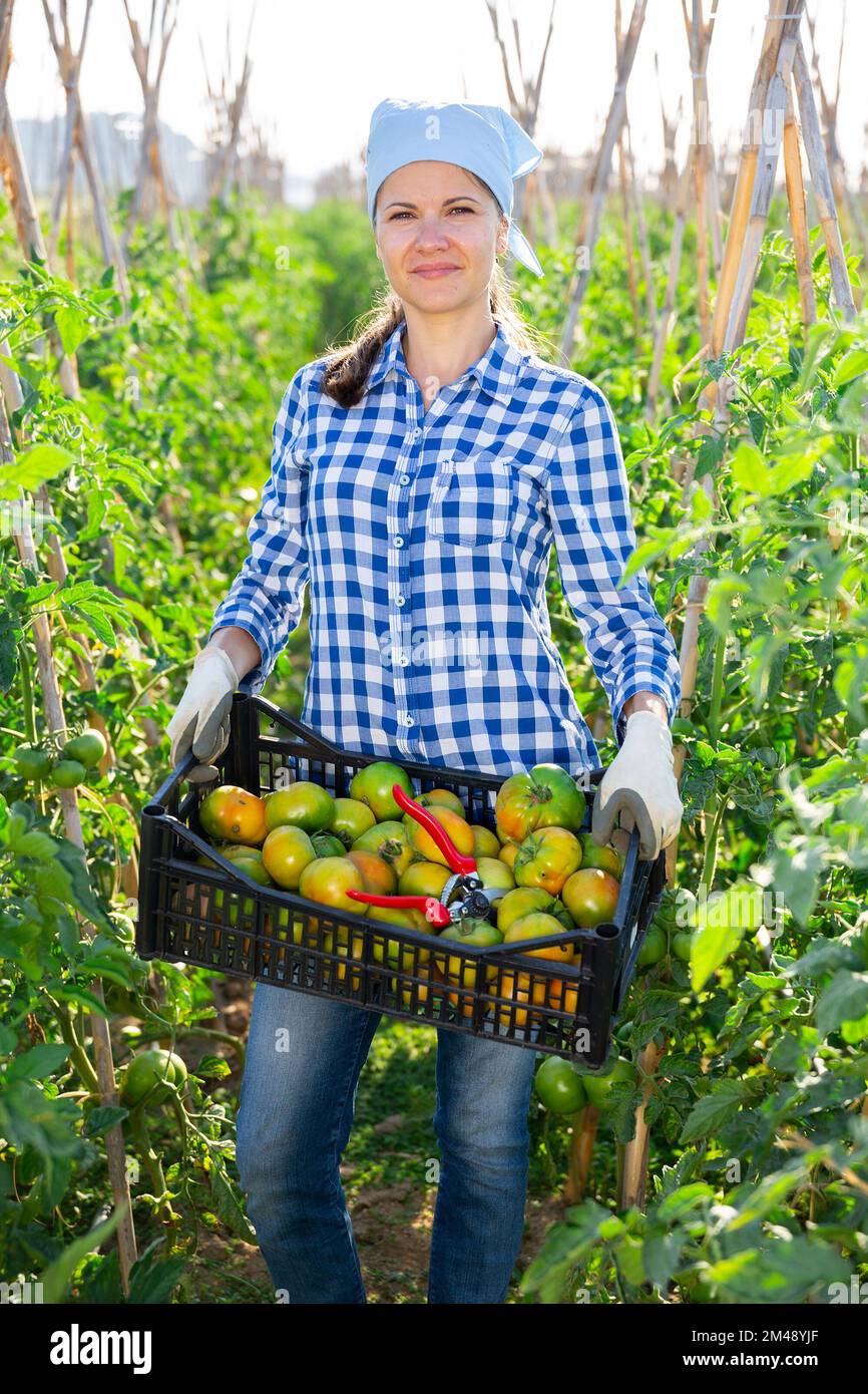 Female farmer with box of ripe tomatoes on the plantation Stock Photo ...
