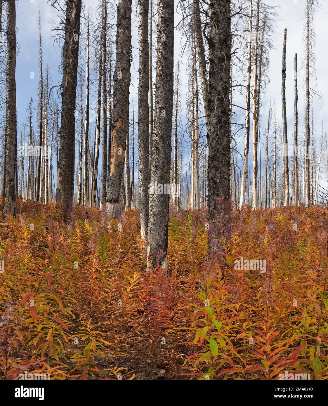 Fireweed growing in burned forest under dead trees killed by the Kenow wildfire, Waterton Lakes National Park, Canada. Epilobium angustifolium Stock Photo