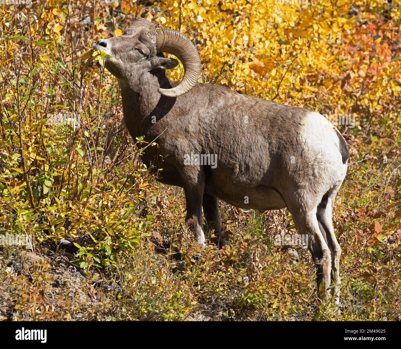Bighorn sheep ram eating shrub leaves in autumn, Waterton Lakes