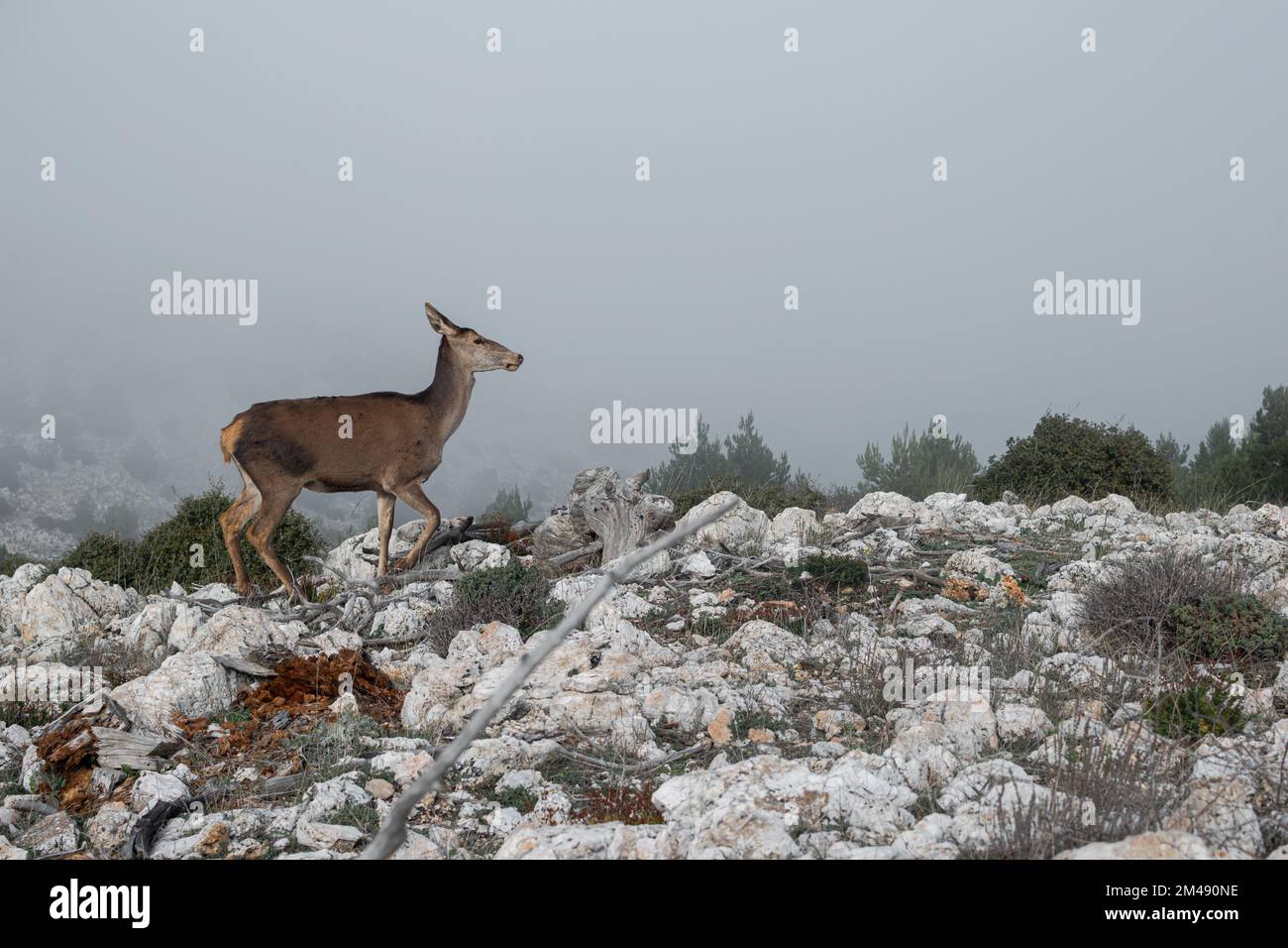 Deer Digested Rocks Deer in greek landscape hi-res stock photography and images - Alamy