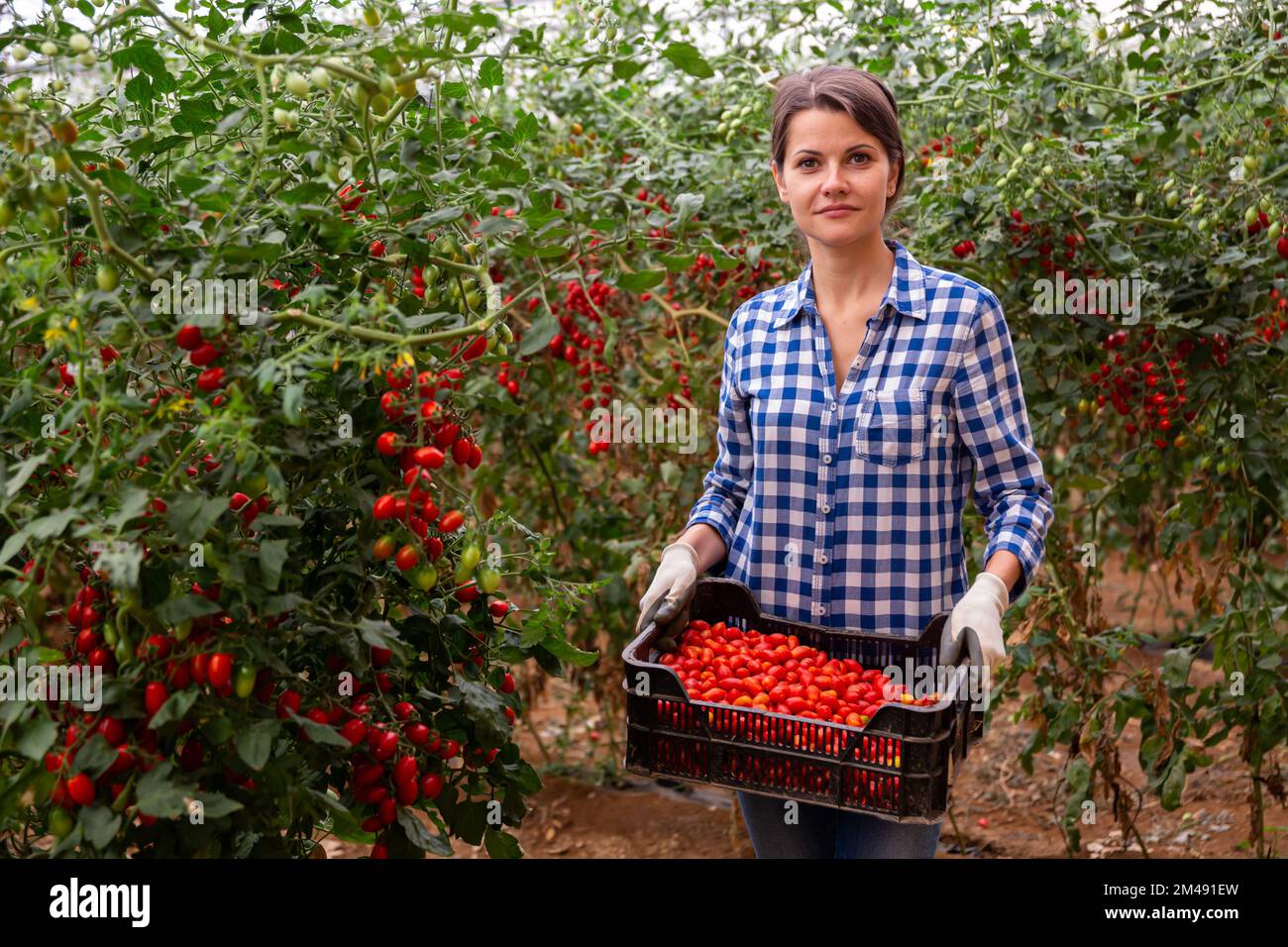 Female farmer with box of picked grape tomatoes in greenhouse Stock ...