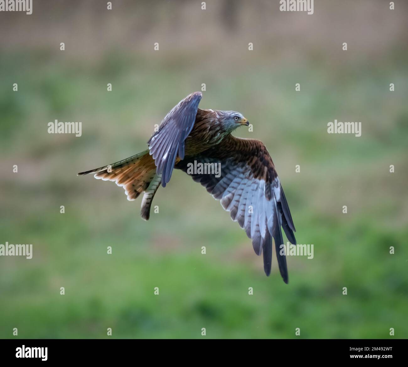 Red Kite in flight, Wales Stock Photo Alamy