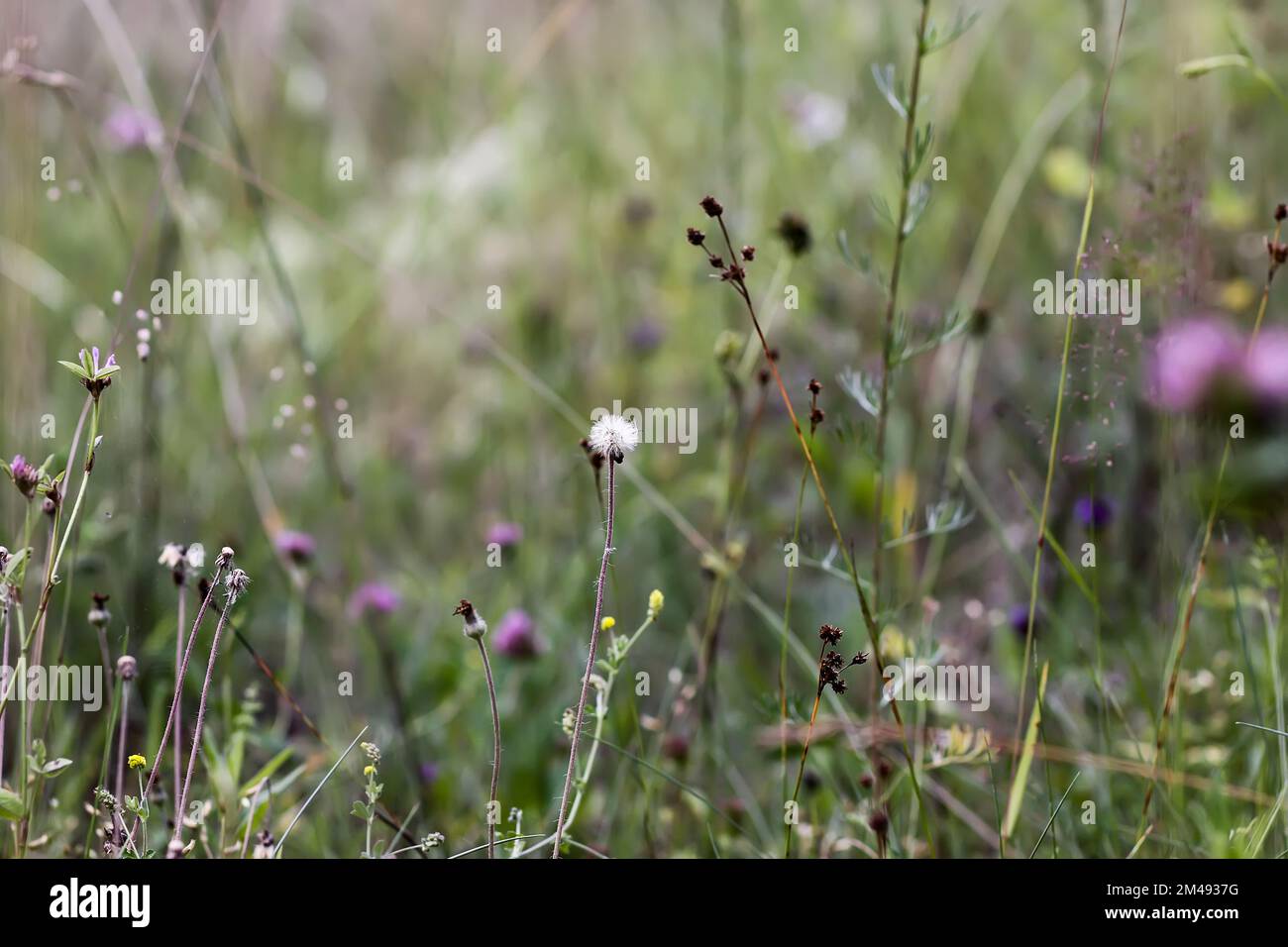 Wildflowers blooming in summer hi-res stock photography and images - Alamy