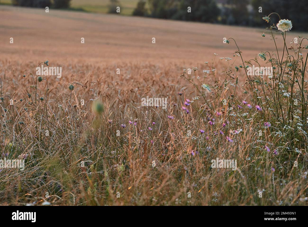 Meadow in late summer sunlight Stock Photo