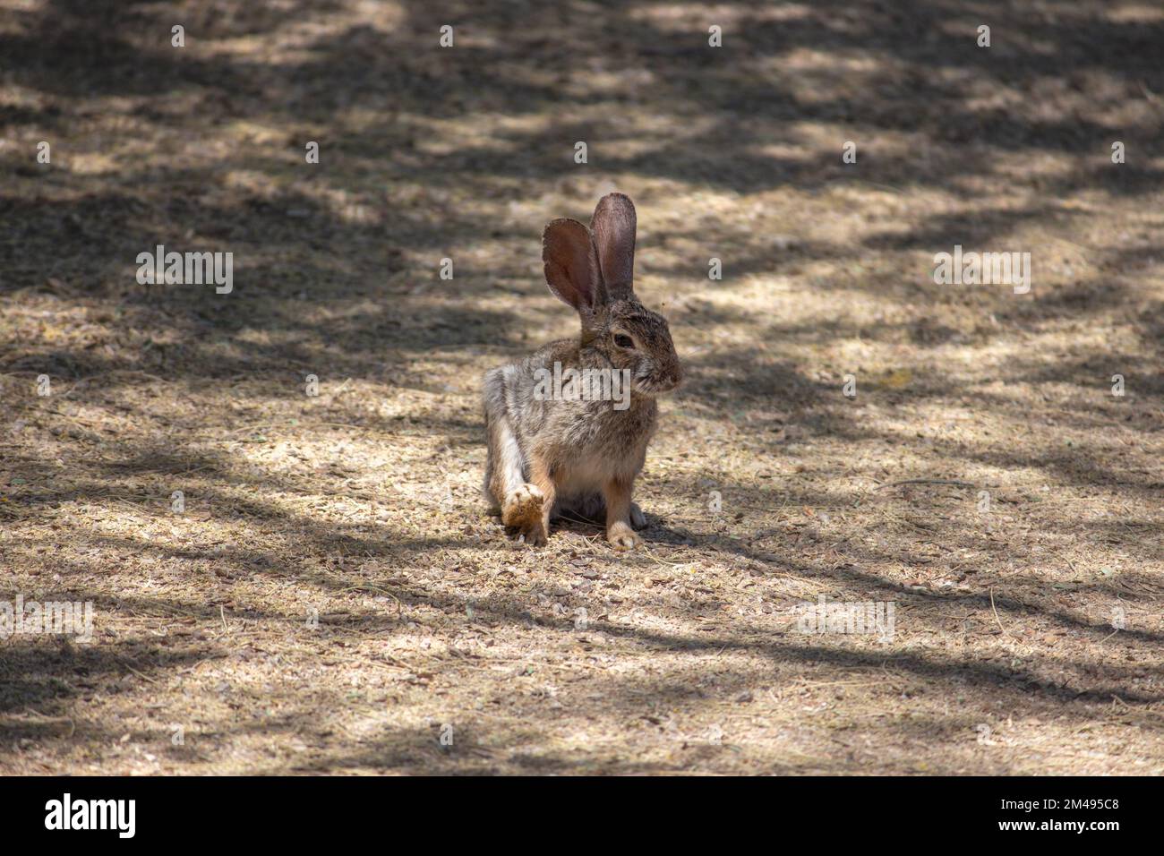 A desert cottontail rabbit in Arizona Stock Photo - Alamy