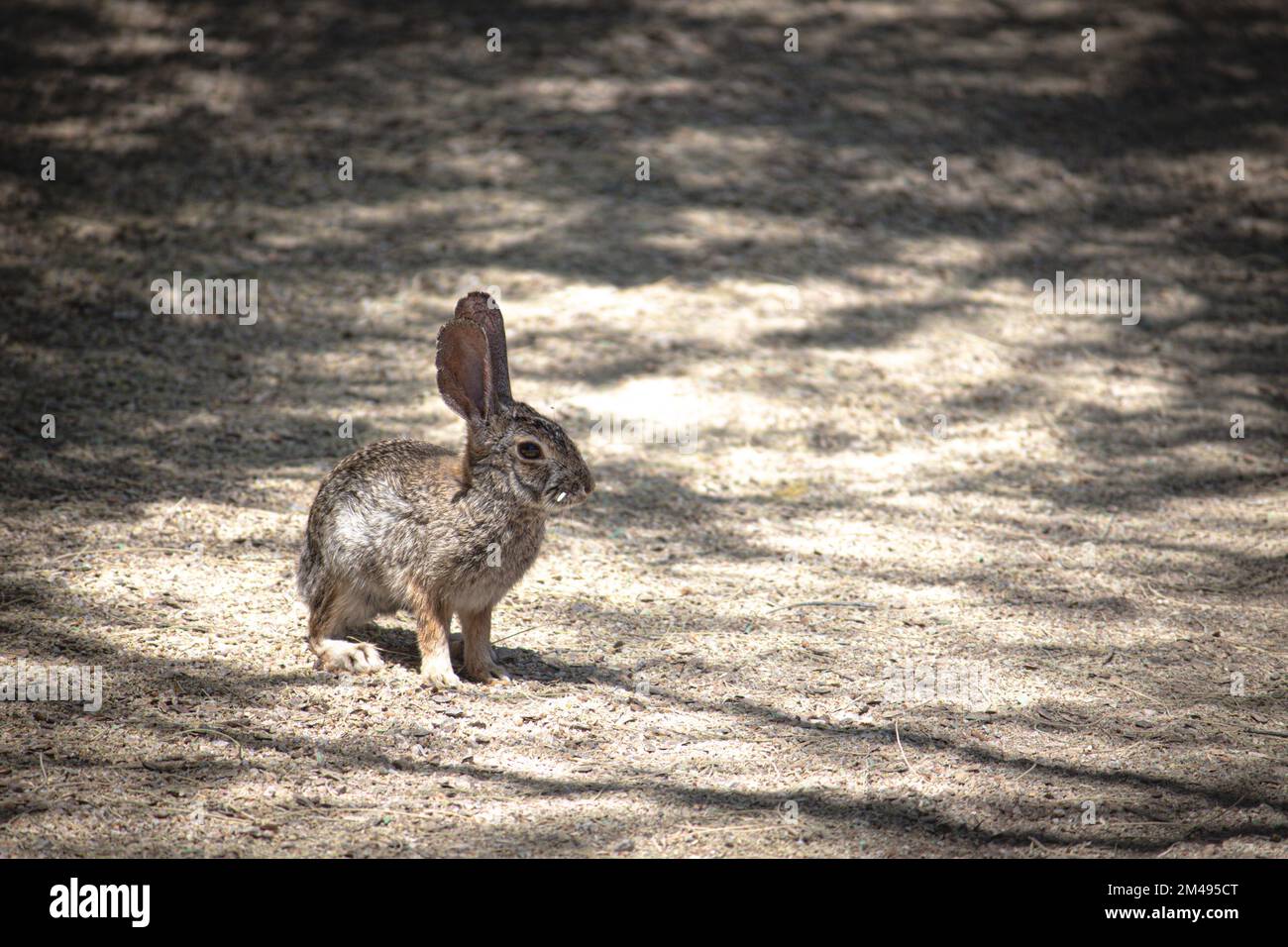 A desert cottontail rabbit in Arizona Stock Photo - Alamy