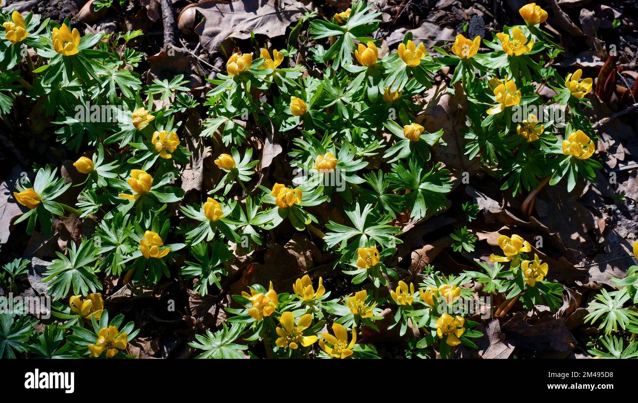 The first spring flowers in the garden. Eranthis blooms Stock Photo Alamy