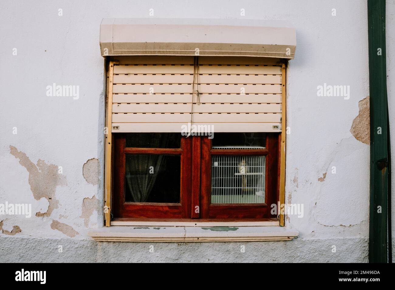Picture of A closeup of a parrot in a cage behind a window Stock Photo - Alamy