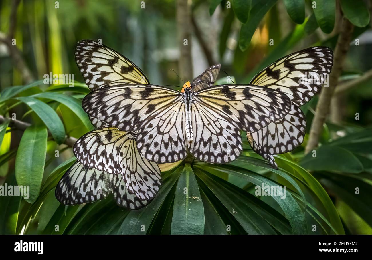 Paper butterfly craft hi-res stock photography and images - Alamy